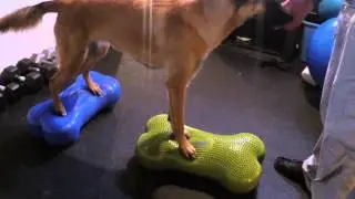 K9 FITBONE   Week 2
