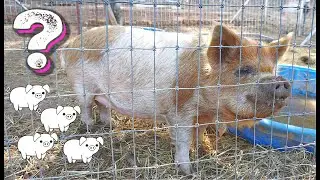 Is our KUNEKUNE pig PREGNANT?!