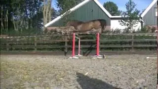 3yo Glasgow vh Merelsnest x Major de la Cour ~ Loosejumping