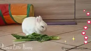 Coniglio Nano Felice Che Mangia il Suo Snack Preferito 🐰🥬 | Momento Tenerissimo!