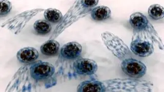 Fibroblasto