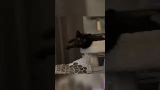 FUNNIEST CAT MOMENTS COLLECTION - PART 203
