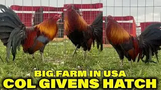 Col Givens Hatch RED NEWARK FARM Beautiful Birds