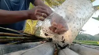 Bagong araw bago na naman ang nahuli ng trap sa ilog malalaking lokal ulang 😀👍