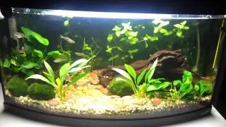 Aquael Pearl 60