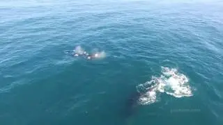 Humpback Whales Interfere as Orca Whales Feed on a Gray Whale Calf