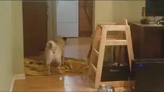 What The Fluff Challenge   Pug (2018)