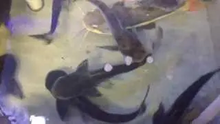 All About the Paroon Shark