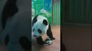 Panda #panda