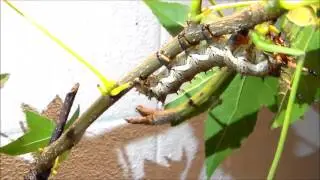 Big fat larvae! (More Citheronia azteca)