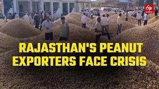 Rajasthan Peanut Exporters in Crisis:  Southeast Asia Halts Imports over Fungal Contamination