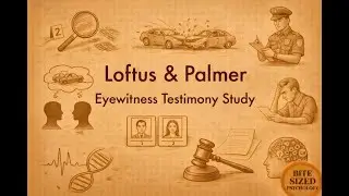 Loftus & Palmer Eyewitness Testimony Study | Bite Sized Psychology | Experiment Series