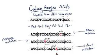 Nonsense - Tales from the Genome