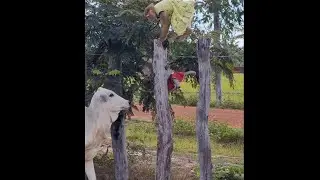 Shally Extremely Happy To Meet Baby Cow friend with yaya