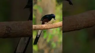 Bird perching on Vine #bird #perch #bird #pellet #face #bug #poop #seen #nature #wildlife HA03142