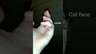Holding a Male and Female Cat-Faced/Jewel Spider