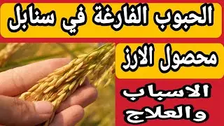 أسباب وطرق علاج الحبوب الفارغة في سنابل محصول الأرز