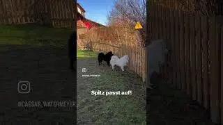 Deutscher Spitz - Gro&szlig;spitz beim Bewachen des Grundst&uuml;cks