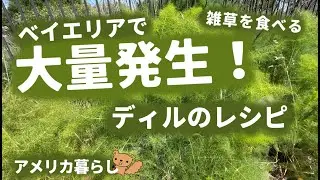 ディルのレシピ！ディルを使ったお料理！作り方！カリフォルニアのベイエリアに大量発生！雑草を食べる！