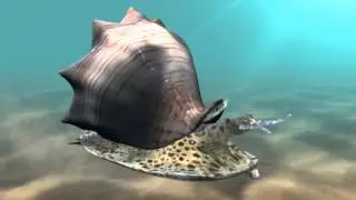 snail locomotion