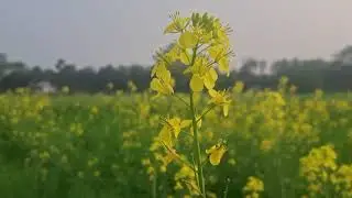 Good Days are coming, নতুন দিন ভালোই হবে #waz #shorts #bangla 
