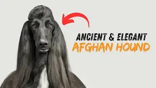 Afghan Hound: A Journey Through History & Traits
