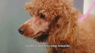Unleashing New Insights on Dog Care