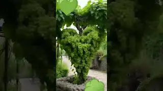 Beautiful Grapes status video 😎#shorts #youtubeshorts #shortsvideo #status #video #nature #4kstatus