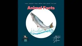 Animal Facts - Atlantic Salmon