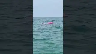 Pink DolphinThe Amazon river dolphin is a freshwater animal.#dolphins #trending #shortsvideo