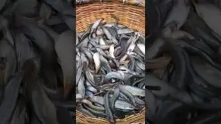 Village Catfish Market #shorts