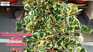 Triangularis Ficus summer care and propagation//How to grow and care Triangularis Ficus