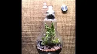 Attractive and Unbelievable Closed Terrarium :) 6 month old , 1 month old ....