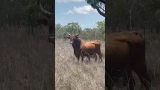 GIANT Wild Scrub BULL From Australias NT! 🐂