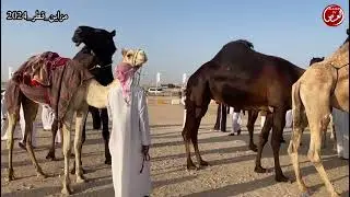 مزاين قطر جزيلات العطا دخول الحيل مجاهيم