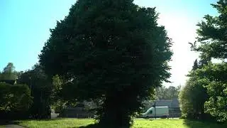 The beetle and the oldest elm