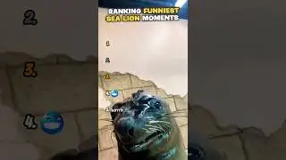 Ranking Funniest Sea Lion Moments