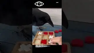 Why Is Everyone Talking About Crow Intelligence?🧠🐦&zwj;⬛