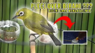 MENGATASI PLECI OVERBIRAHI