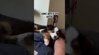 Living with a 15 week Toy Aussie  #australianshepherd #aussie #miniaustralianshepherd #dog