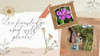 Village Life Ep-1 || Zero knowledge about wild plants ?🤔 || Local vegetables🍃 | ARUNACHAL PRADESH