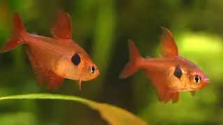 Tetra fantome rouge, tetra citron, Cardinalis, Corydoras et Nannacara...