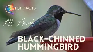 Факты о черноподбородых колибри 🦜