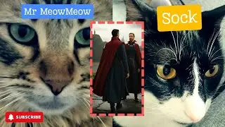 🐾 Sock & Mr. MeowMeow&rsquo;s Playtime Party LIVE! 🎉 #StrangeDR #SockTheCat #sockandmeow #viral