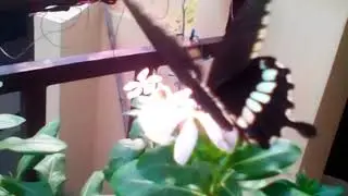 Indian Common Mormon butterfly (Male)