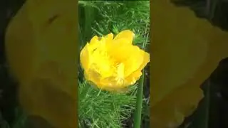 АДОНИС ВЕСЕННИЙ ЗАКАЖИ СЕГОДНЯ