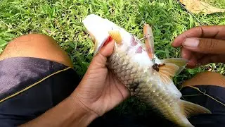 SAKING GANAS NYA ‼️ .... Baru kali ini mancing ikan palung kena badan nya || casting hampala