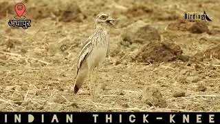 Indian Thick-knee Call || Indian Stone-curlew Calling || #birdcall #BirdingGuRu