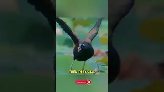 Why Jacana Birds Show Off Their Legs! #facts #animalfacts #shorts