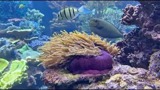 A flooded LFS & a visit to the Long Island Aquarium